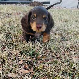Dachshund puppies from Spanish Peaks Longhair Mini Dachshunds