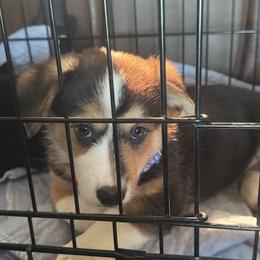 Pembroke Welsh Corgi Puppies from Ruidoso's Crowned Companions