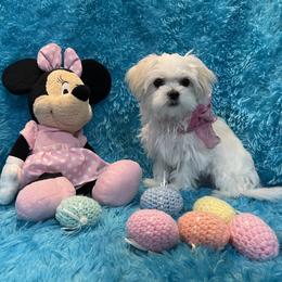 Sophie - White female Maltese puppy in Taft, Tennessee from Knight Pups