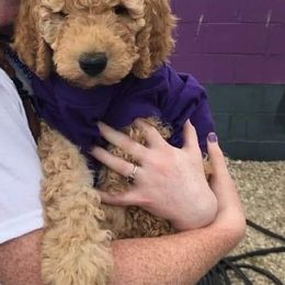 Goldendoodle Puppies from Royal Goldendoodles Doodle Lovers