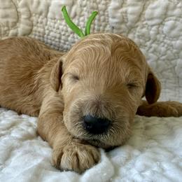 Miss Green Collar - Apricot female Poodle puppy in Screven, Georgia from Dreamland Standard Poodles