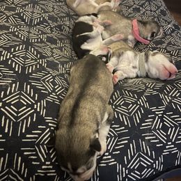 Siberian Husky Puppies from Alexandra's Siberian Huskies