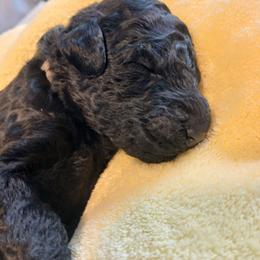 Tan - Black male Poodle puppy in Big Rapids, Michigan from Meeker's Ridge Standard Poodles