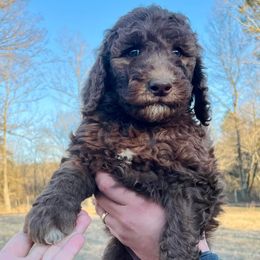 Poodles from Piney creek pups