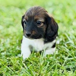 Finn - Piebald male Dachshund puppy in Greenup, Kentucky from Tygart Creek Dachshunds
