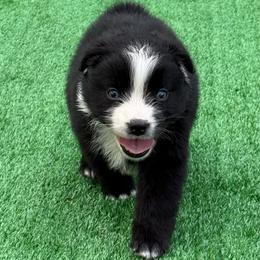 Ranger - Black & white male Miniature Australian Shepherd puppy in Lowgap, North Carolina from Ramblin’ Rose Mini's