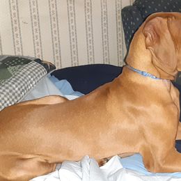 Vizsla Puppies from Vizsla's from Heaven