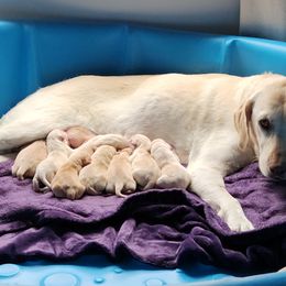 River - Labrador Retriever