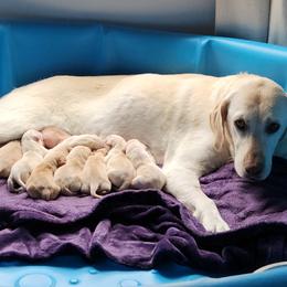 River - Labrador Retriever