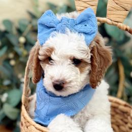 Bernedoodles from The Puppy Nest