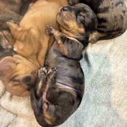 Dachshund Puppies from Breakfast Club Dachshunds