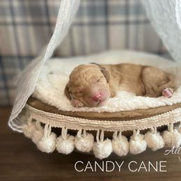 Goldendoodle Puppies from All My Doodles