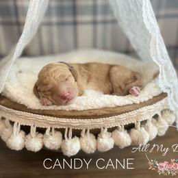 Goldendoodle Puppies from All My Doodles