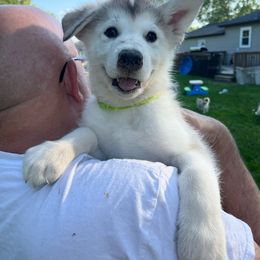 Boy #6 Rooster - Gray and white Alaskan Malamute puppy in Mount Morris, Michigan from Knightmute-Nikos Malamutes