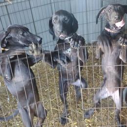 Great Dane Puppies from Morgan's North Alabama Danes