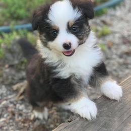 Toy Australian Shepherd Puppies from Kickapoo Creek Aussies
