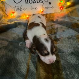 Piper - Chocolate and cream female Dachshund puppy in Erie, Michigan from Champagne’s Grinch Toe’d Dachshunds
