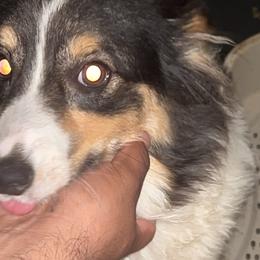 Lucy - White and black female Pembroke Welsh Corgi puppy in Fontanelle, Iowa from Alegandra’s Pembroke Welsh Corgis