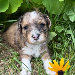Oakley - Parti male Miniature Schnauzer puppy in Wheeler, Wisconsin from Sue’s Miniature Schnauzers