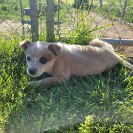 Astra - Red speckled female Australian Cattle Dog puppy in Monett, Missouri from Rain Tree Ranch Australian Cattle Dogs