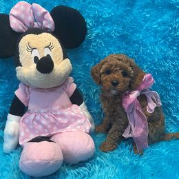 Rosie - Red female Cavapoo puppy in Taft, Tennessee from Knight Pups