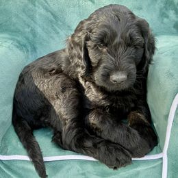 Churro - Black male Goldendoodle puppy in De Bary, Florida from Lena’s “Christmas Cookies”