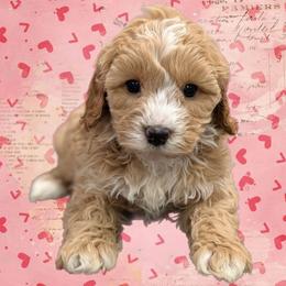 Venus - Apricot female Cavapoo puppy in Coshocton, Ohio from Forever Family Puppies