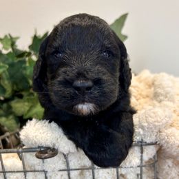 Myrrh - Black male Goldendoodle puppy in Wyandotte, Oklahoma from Goldendoodles of NE OK