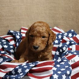 Poodle Puppies from Red Barn Moyen Poodles