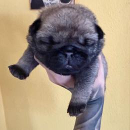 Stitch - Fawn male Pug puppy in Winter Haven, Florida from The Pugarazzi