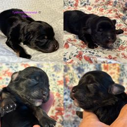 Raven - Black and tan female Havanese puppy in Lovingston, Virginia from Tye River Havanese