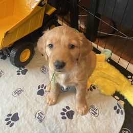 Golden Retriever Puppies from Homegrown Goldens