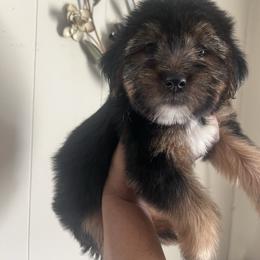 Homer - Black and tan male Yorkshire Terrier puppy in Gastonia, North Carolina from Precious pups dynasty kennel
