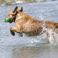 Chesapeake Bay Retrievers from Bayside Retrievers
