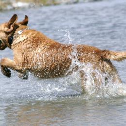 Chesapeake Bay Retrievers from Bayside Retrievers