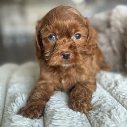 Zip - Red and white male Cockapoo puppy in 77304, Texas from Little Valley Puppies