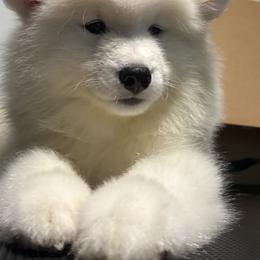 Brown - White male Samoyed puppy in Springfield, Massachusetts from Imperial Samoyeds