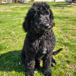 Hot Pink collar- aka Millie - Phantom female Bernedoodle puppy in Shelby, North Carolina from Forever Grateful Doodles