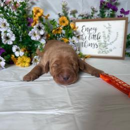Orange - Yellow male Labrador Retriever puppy in Newton Grove, North Carolina from Wayalife Labradors & Gsp’s