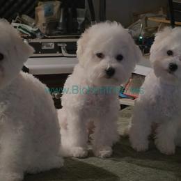 Silver-gray male - White male Bichon Frise puppy in Apple River, Illinois from Barb's Bichons Bichonfrise.ws