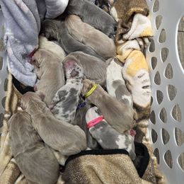 Puppy 5 - Harlequin female Great Dane puppy in Lore City, Ohio from Windy Ridge Danes