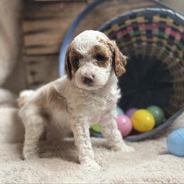 Reef - Blenheim male Cavapoo puppy in Orrstown, Pennsylvania from Pawfect Fur Friends