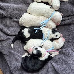 Sheepadoodle puppies from Little Fur Friends