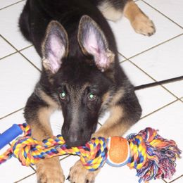German Shepherd Puppies from Golden Breed German Shepherds