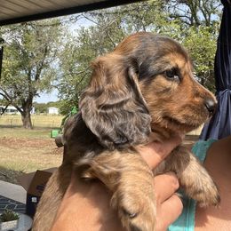 Dachshund Puppies from Texas Tiny Tales