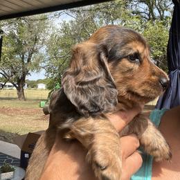 Dachshund Puppies from Texas Tiny Tales