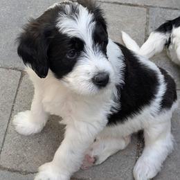 Romeo - Parti male Double Doodle puppy in Chula Vista, California from South Bay Double Doodles