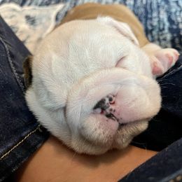 Bulldog Puppies from Simpkins' Southern Bulldogs