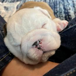 Bulldog Puppies from Simpkins' Southern Bulldogs