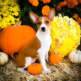 Leia - Red and white female Basenji puppy in San Diego, California from Triforce Basenjis